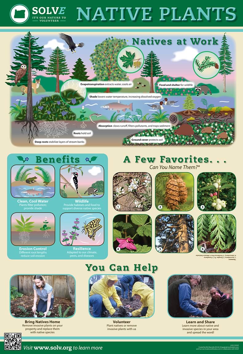 Native Plants Poster