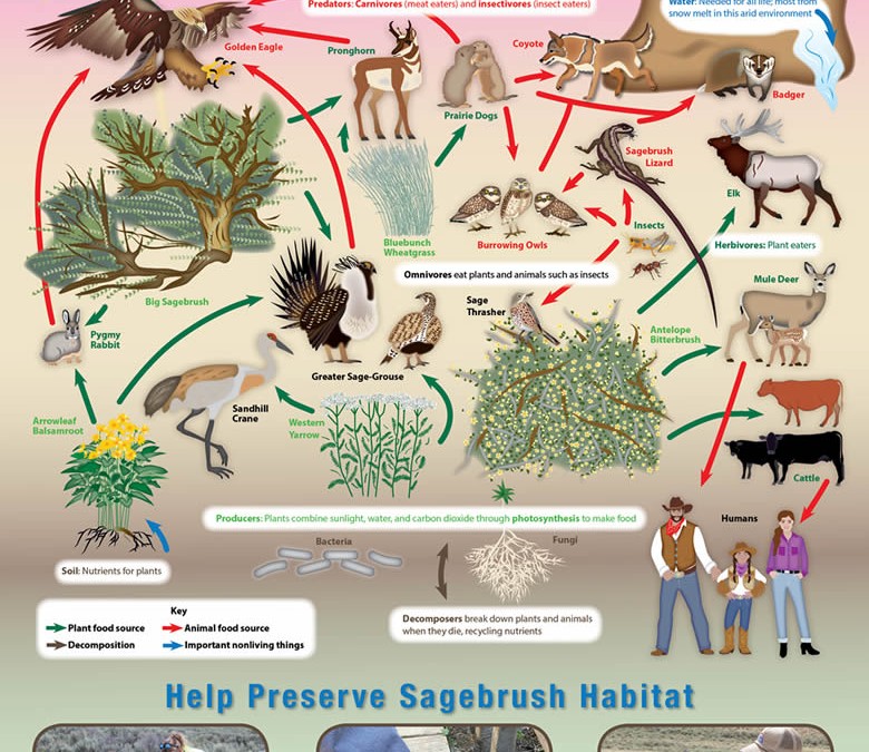 Sagebrush Ecosystem Poster